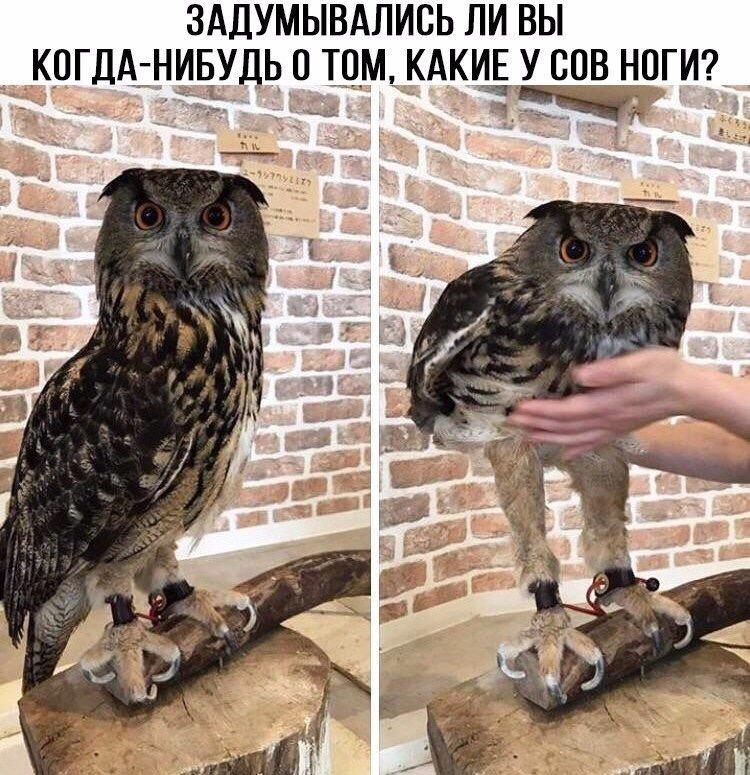 Have you ever wondered what kind of legs an owl has? - Owl, Birds, Predator