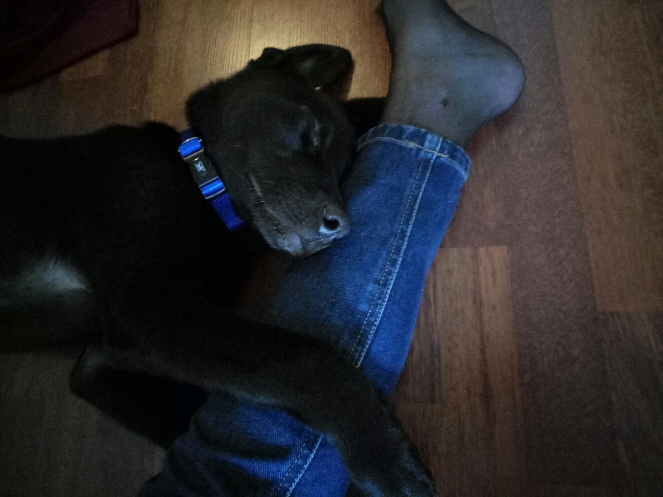 This puppy was found right on the subway when he tried to get into the train car - My, In good hands, Found a dog, The strength of the Peekaboo, Help, Overexposure, Dog