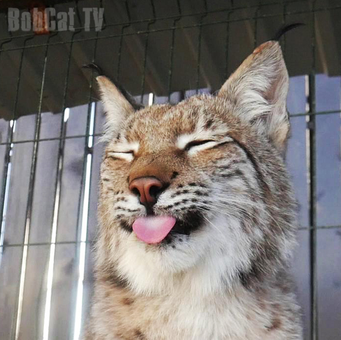 Charming lynx Hanna :) - My, Lynx, Katyavaleeva