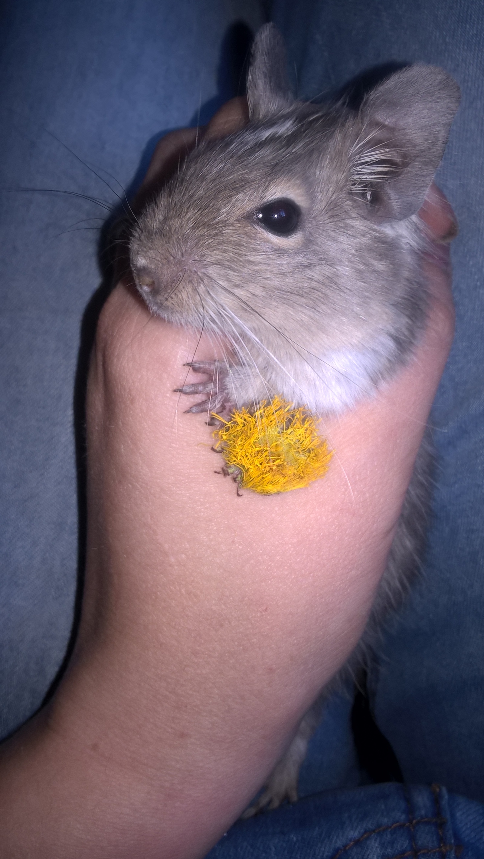 Maruska is growing) - My, Degu, Pets, Longpost