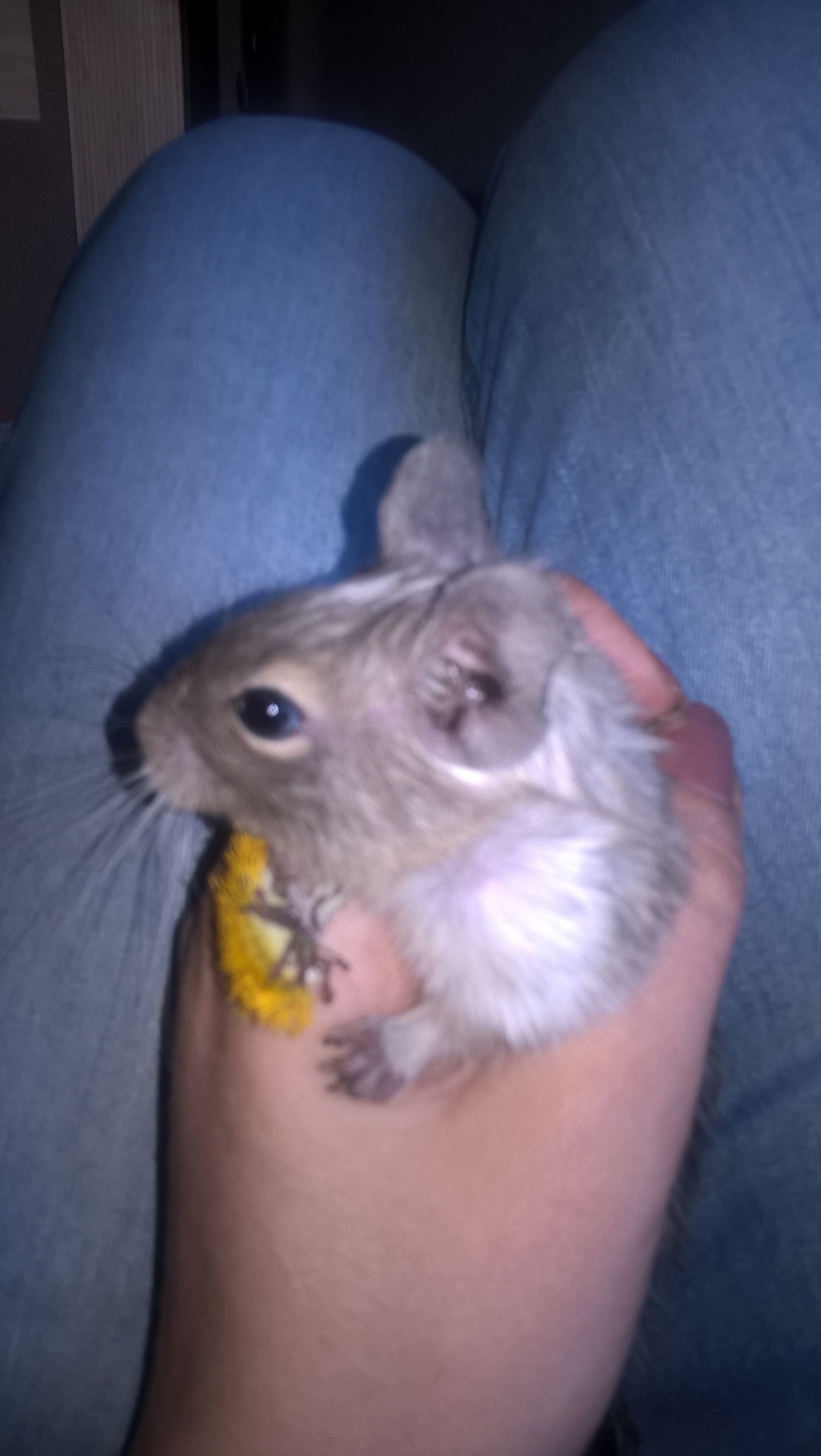 Maruska is growing) - My, Degu, Pets, Longpost