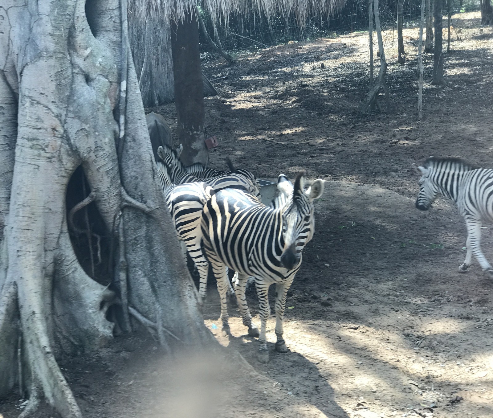 Safari in Vietnam. Vinpearl Safari Phu Quoc - My, Vietnam, Safari, Fukuoka, Longpost