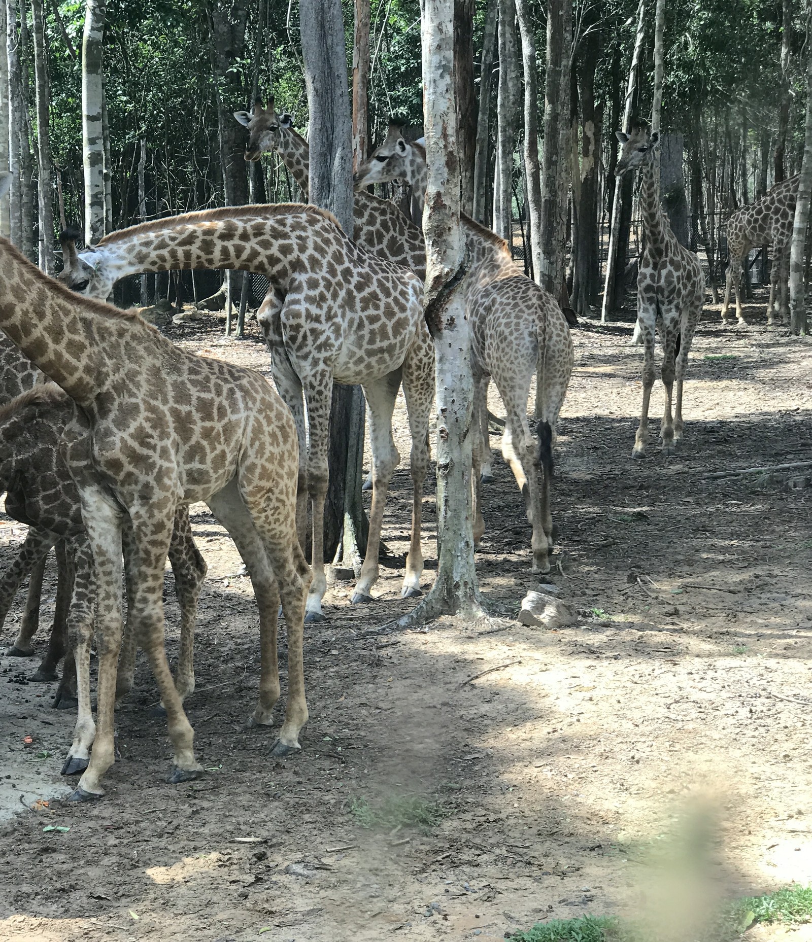 Safari in Vietnam. Vinpearl Safari Phu Quoc - My, Vietnam, Safari, Fukuoka, Longpost