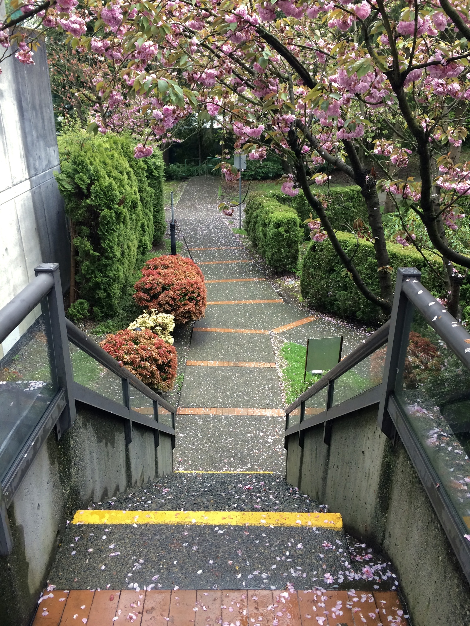 Spring Vancouver - My, Canada, Vancouver, Spring, Town, House, The street, Road, Longpost