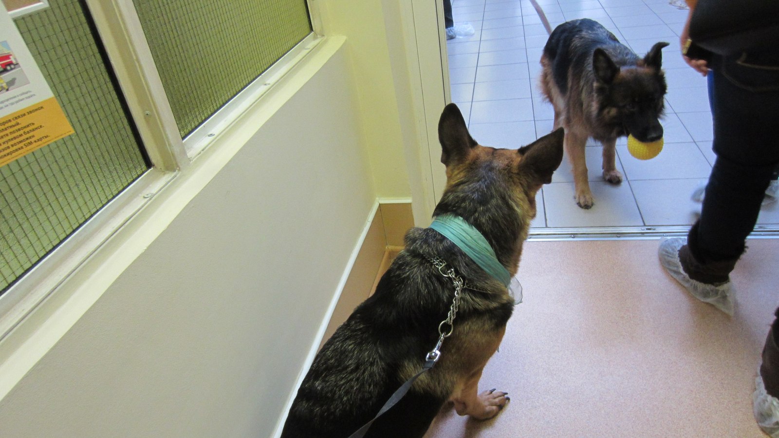 Hospital. - My, Longpost, Dogs and people, German Shepherd, Dog