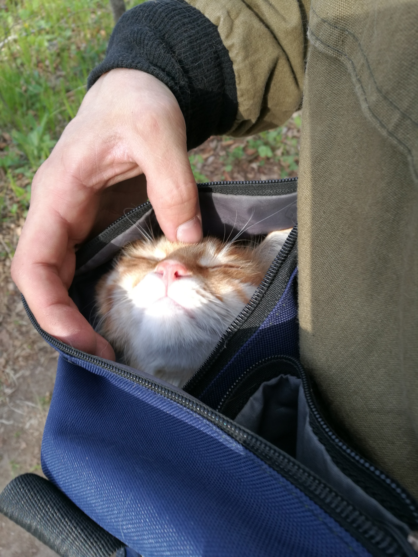 Walking with a cat 2 - My, , Island, Vladivostok, cat, Redheads, Japanese Sea, Walk, Longpost