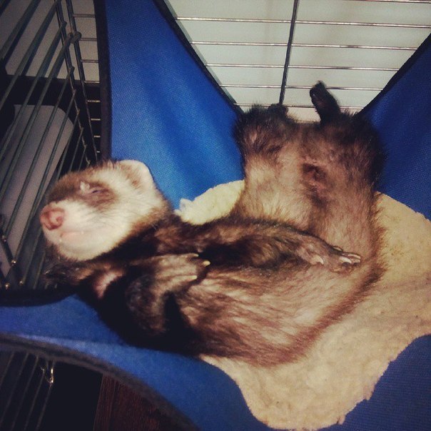 How does Horya sleep? - My, Ferret, , Pet, Pets, Longpost