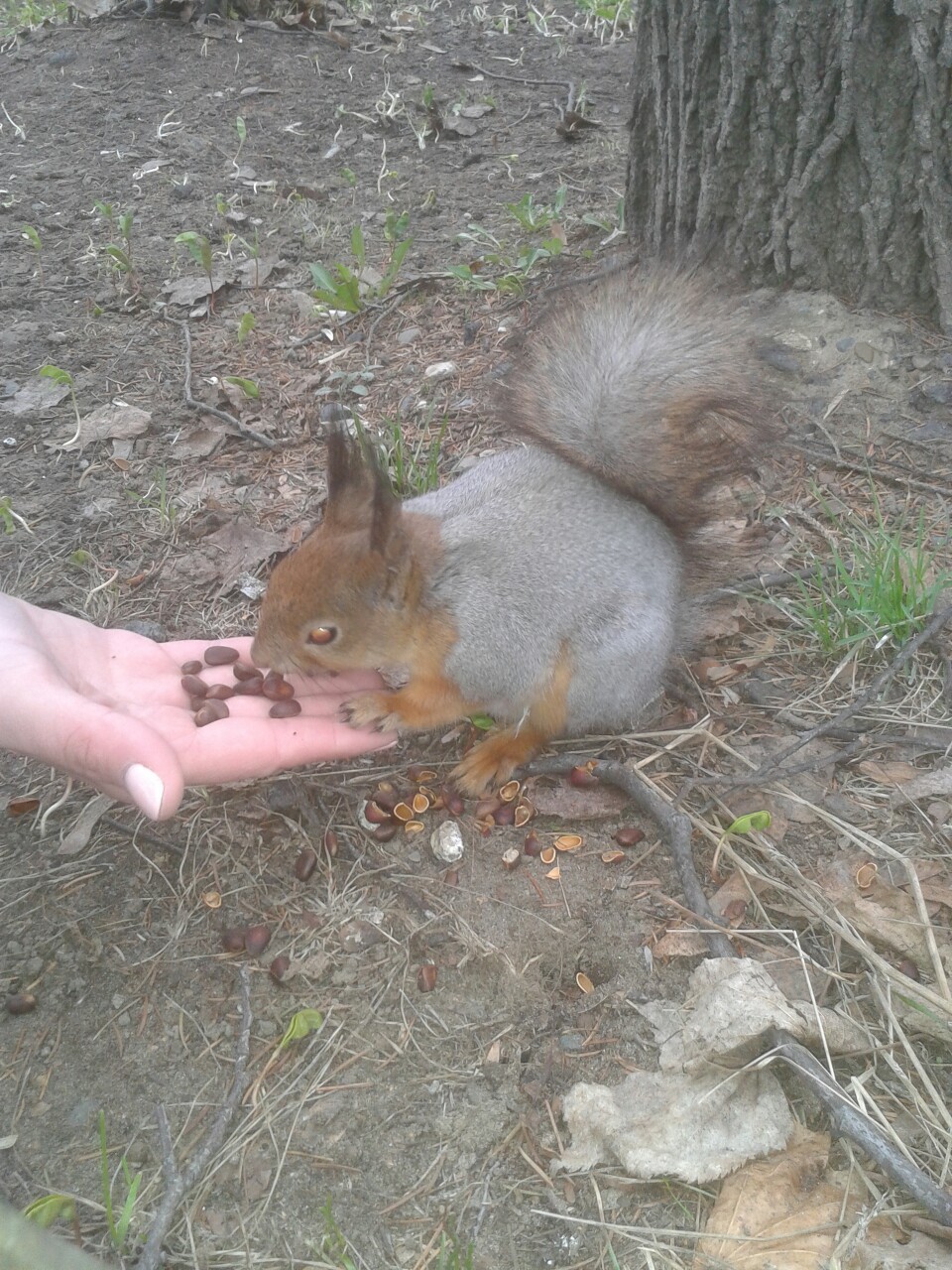 Almost tame squirrel in the park - My, Izhevsk, Walk, The park