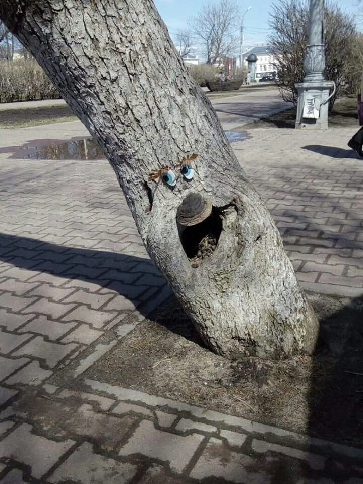 Oh, hi! - My, Tree, Centre, Kostroma, Humor, Kindness