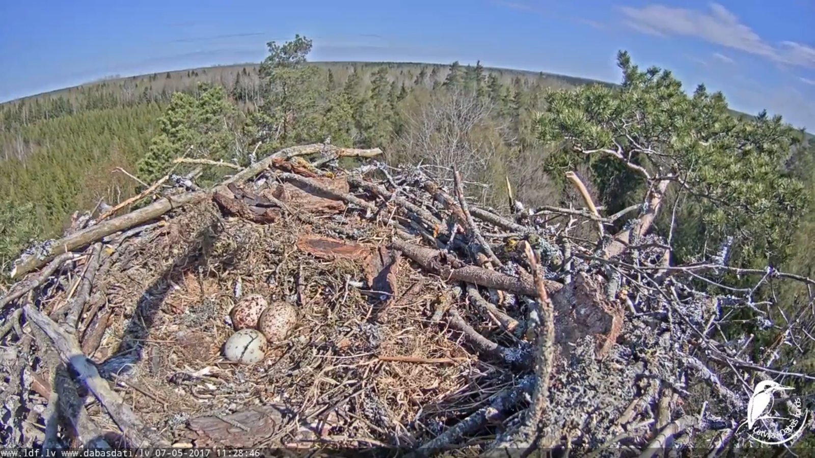 Skopinoe nest-online - Nest, Birds, Eggs, Snow