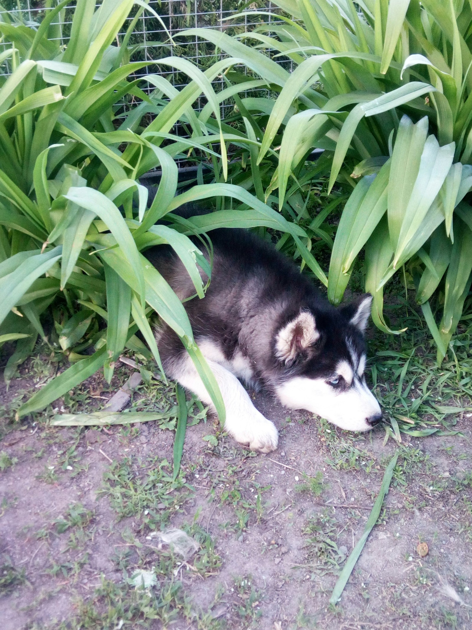 In ambush - My, Husky, Puppies, Longpost