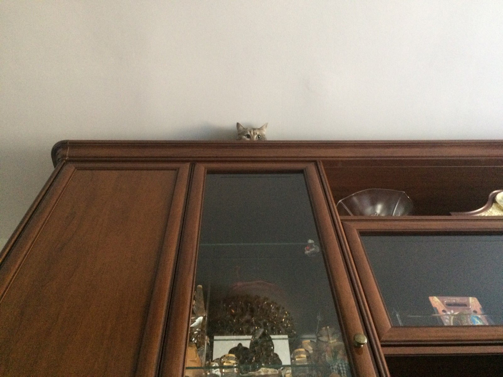 For half an hour I was looking for a cat ... - My, Animals, cat