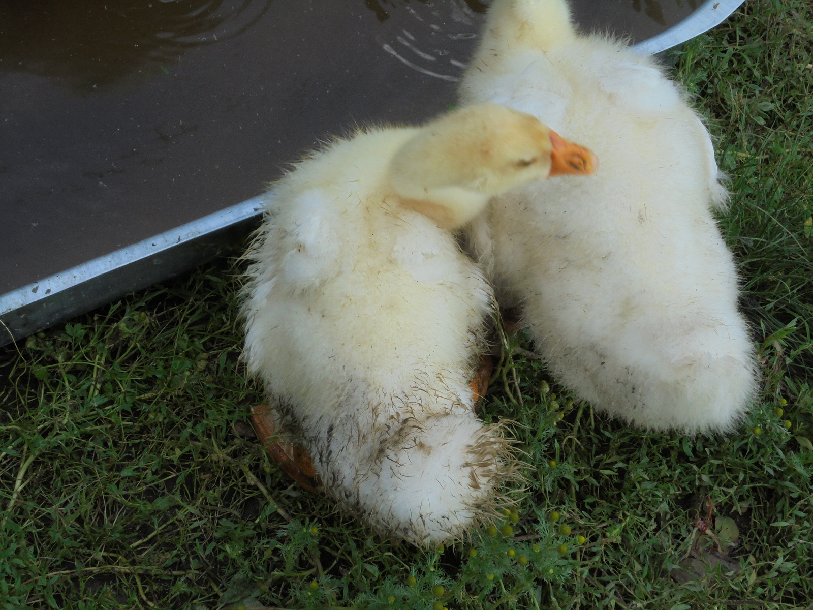 Fluffy boobies! - My, Nostalgia, Story, Гусь, Pets, Beast, The photo, Village, Birds, Longpost