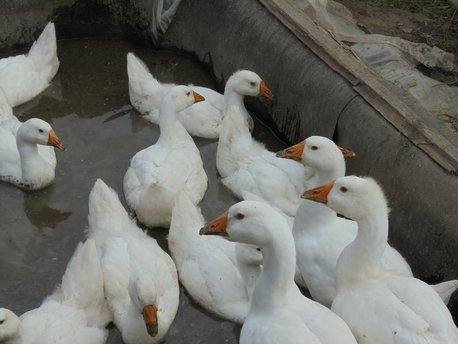 Fluffy boobies! - My, Nostalgia, Story, Гусь, Pets, Beast, The photo, Village, Birds, Longpost