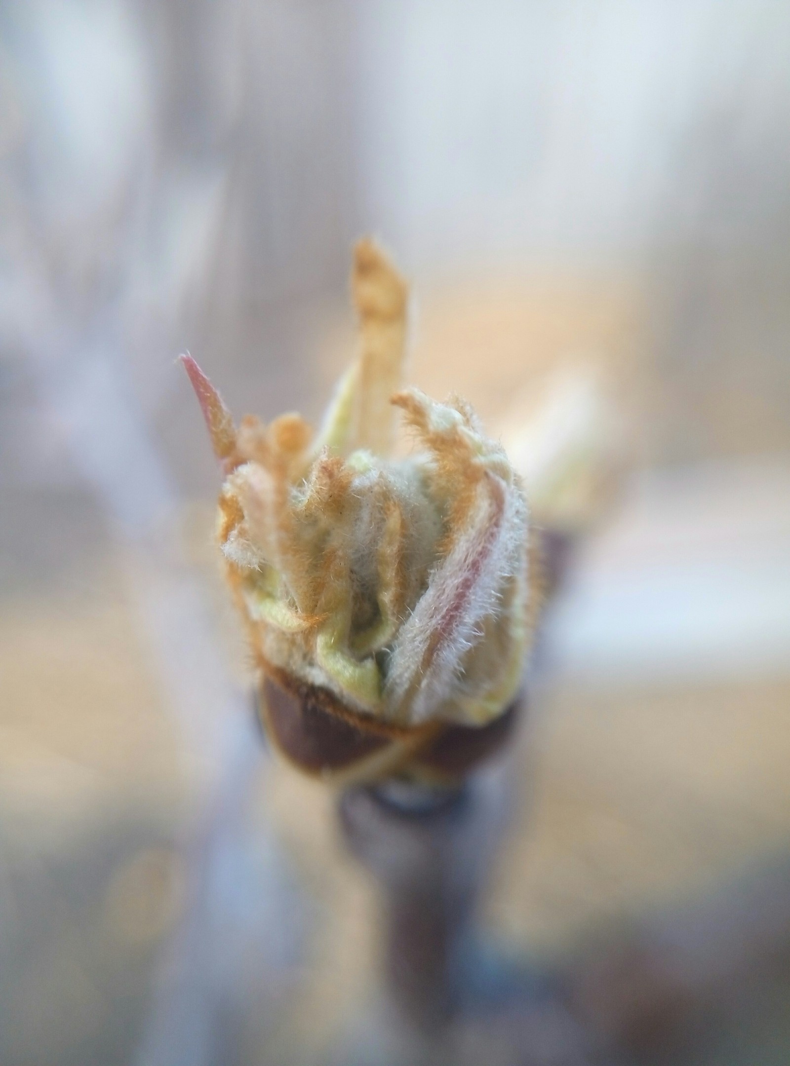 pear flower - My, Macro, Pear, Mobile photography, Macro photography