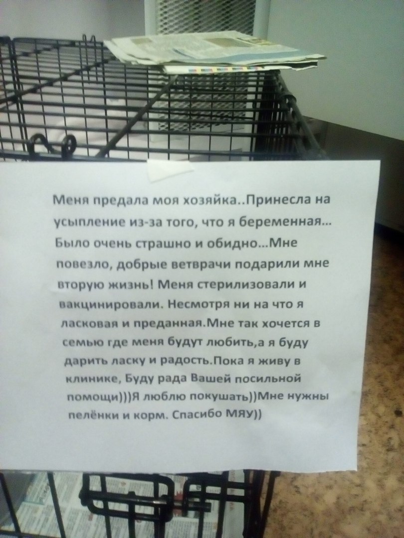 Однажды в ветеринарную клинику принесли кошку. Усыпить. | Пикабу