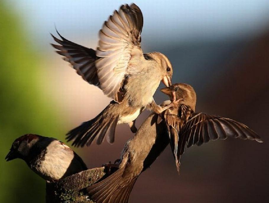 Interesting about sparrows - Interesting, Facts, Birds, Sparrow, Copy-paste, Longpost