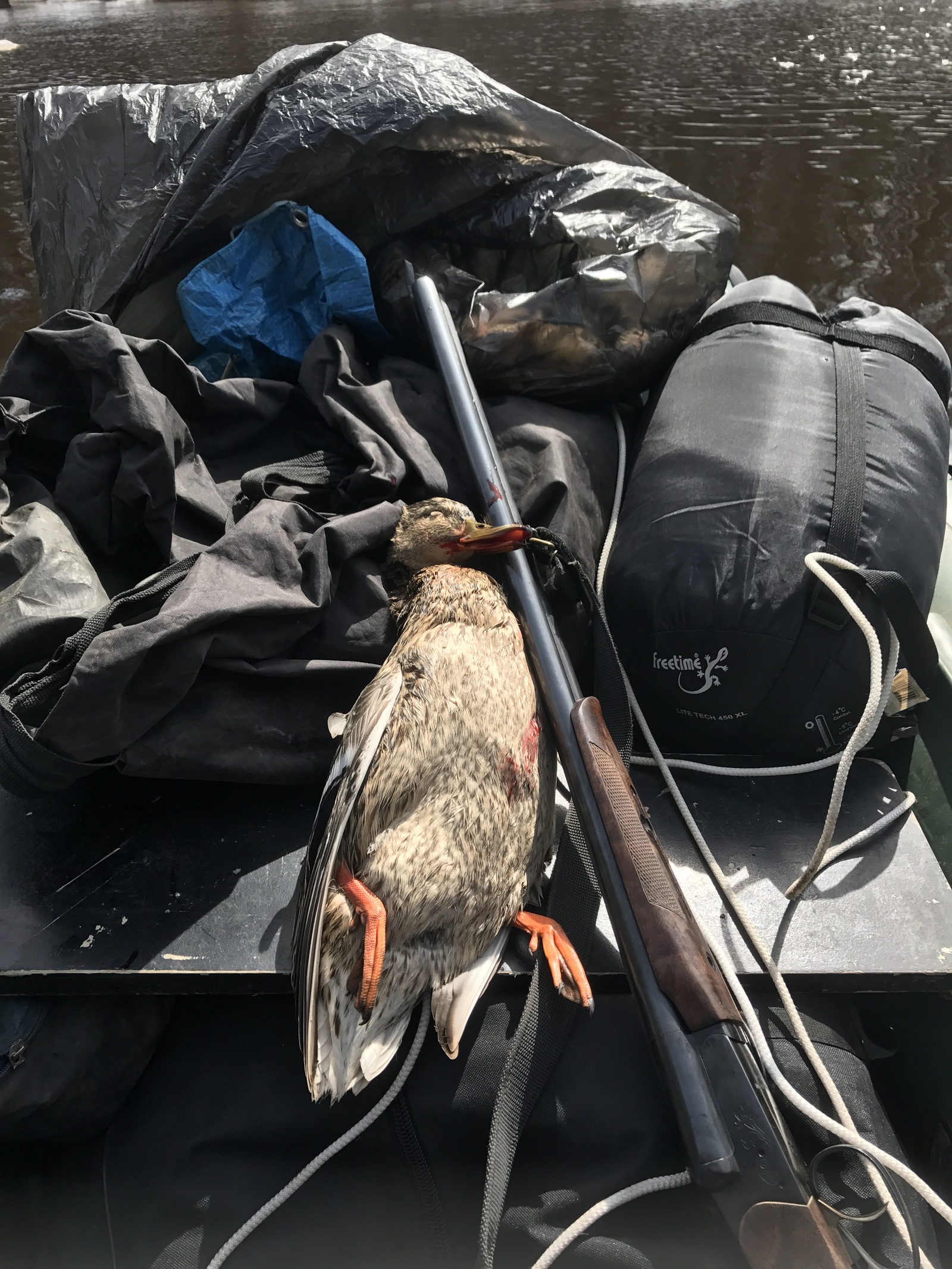 Season is open! - My, Hunting, Trophy, Birds, Siberia, Longpost