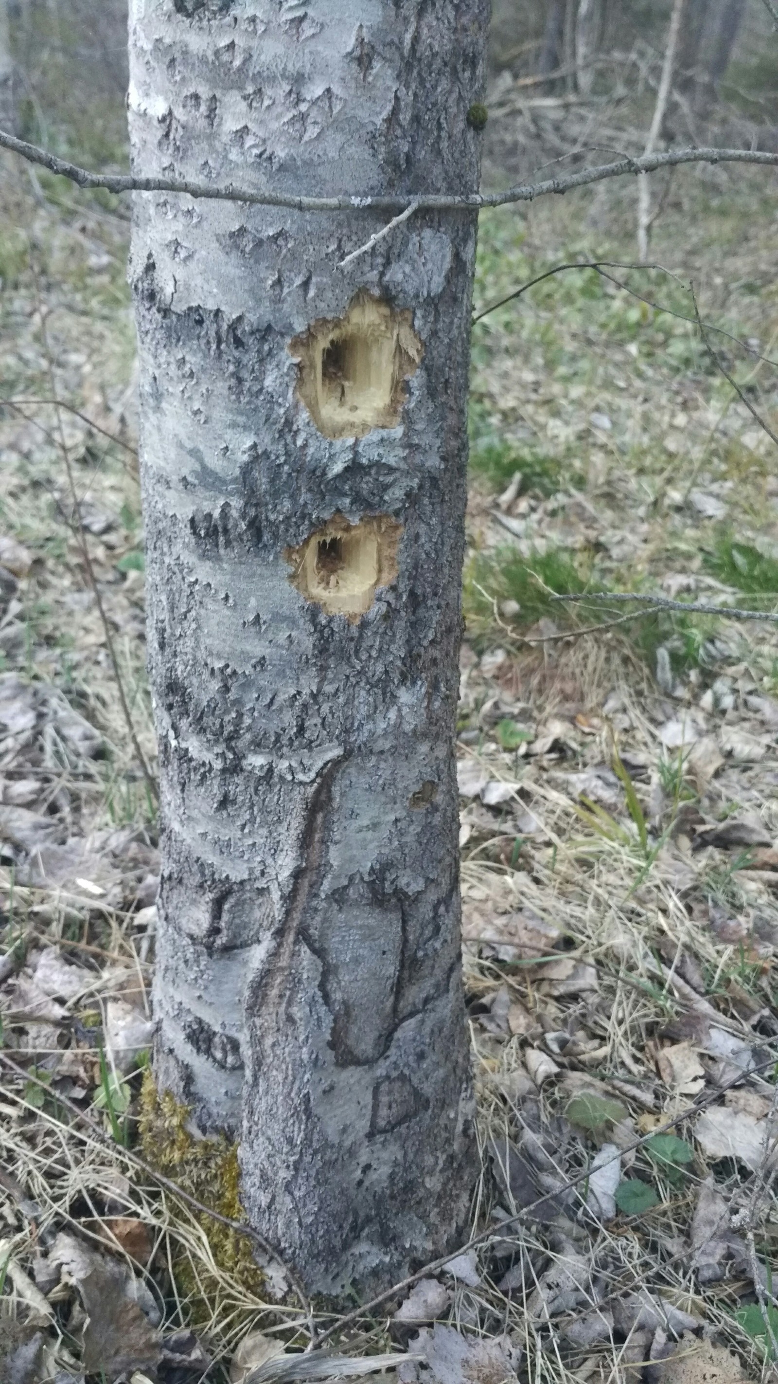 forest rosette - My, Connoisseur, Question, Longpost