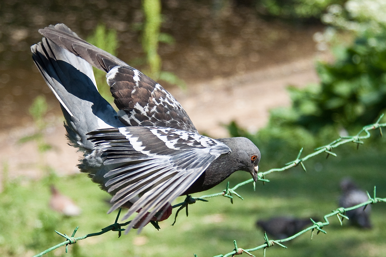 Smooth landing - My, Birds, Pigeon, Nature, Photogenic