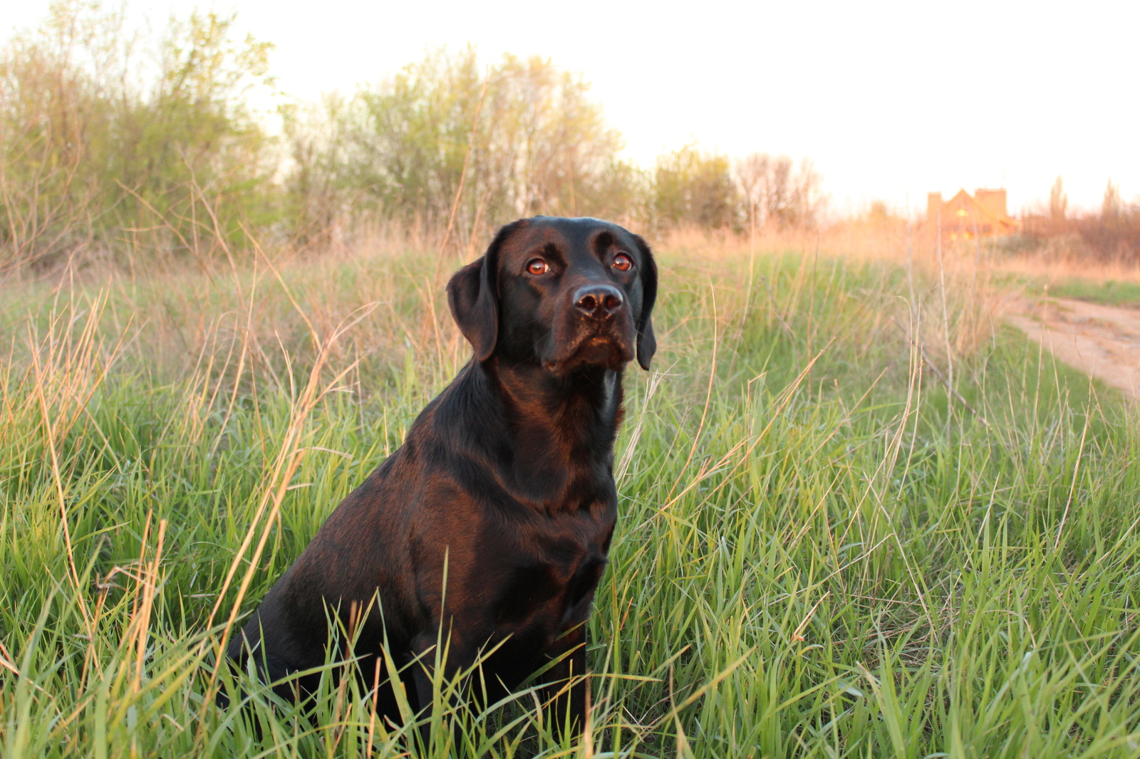 Meets the dawn. - My, Labrador, Dog, dawn