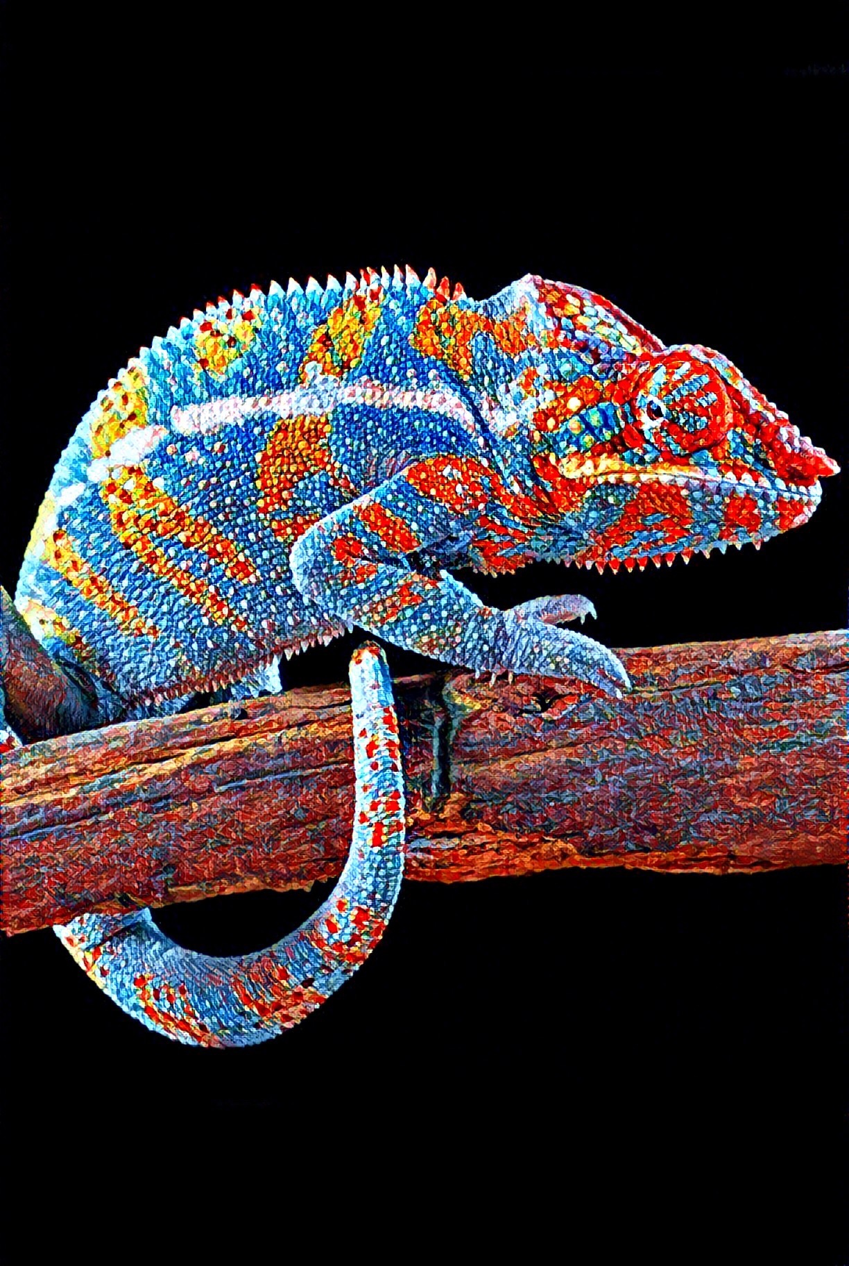 Chameleon - My, Terrariumistics, Terrarium, 