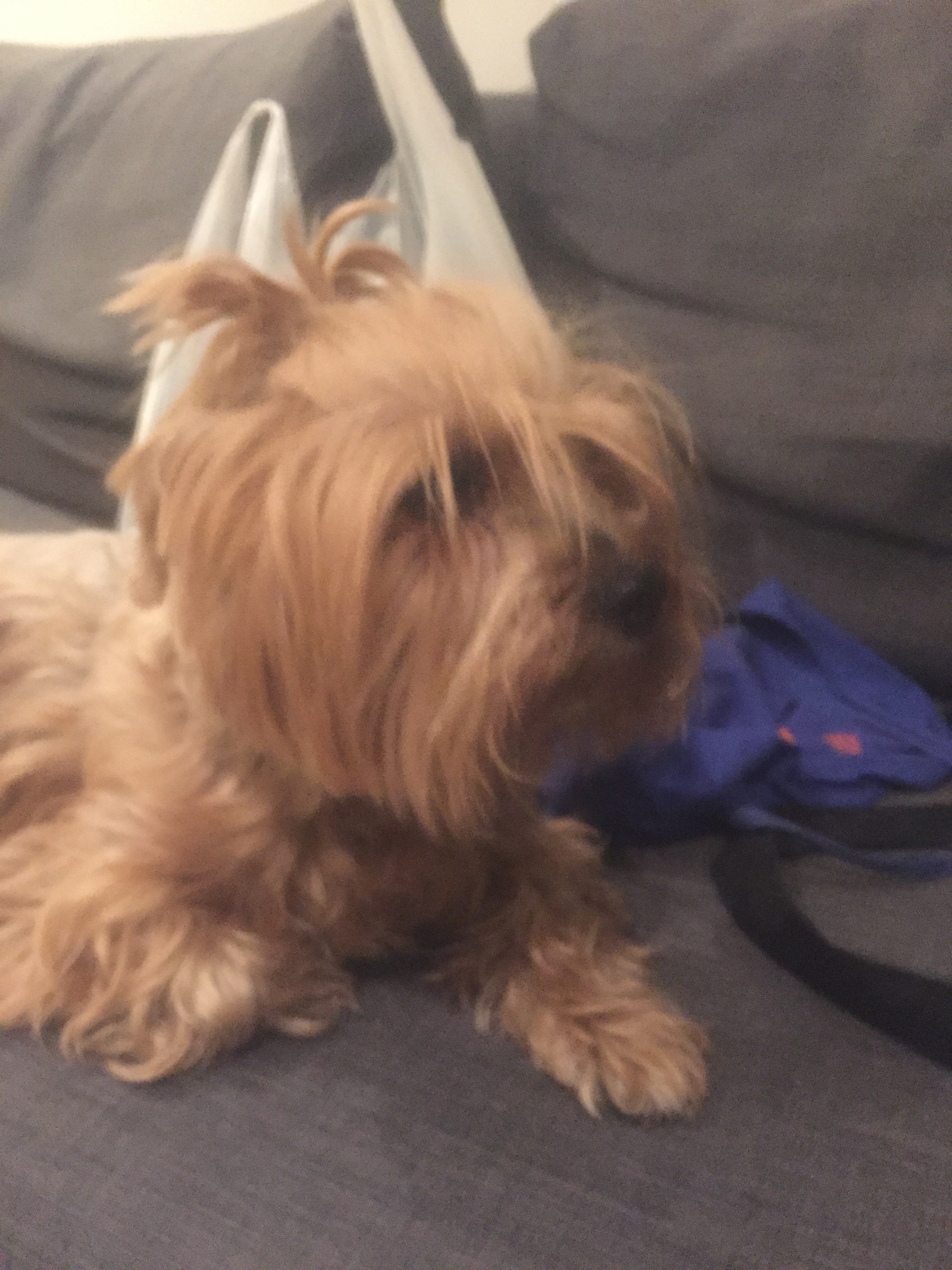 Lost - My, Pets, Yorkshire Terrier, Longpost, Found a dog, Dog, Moscow