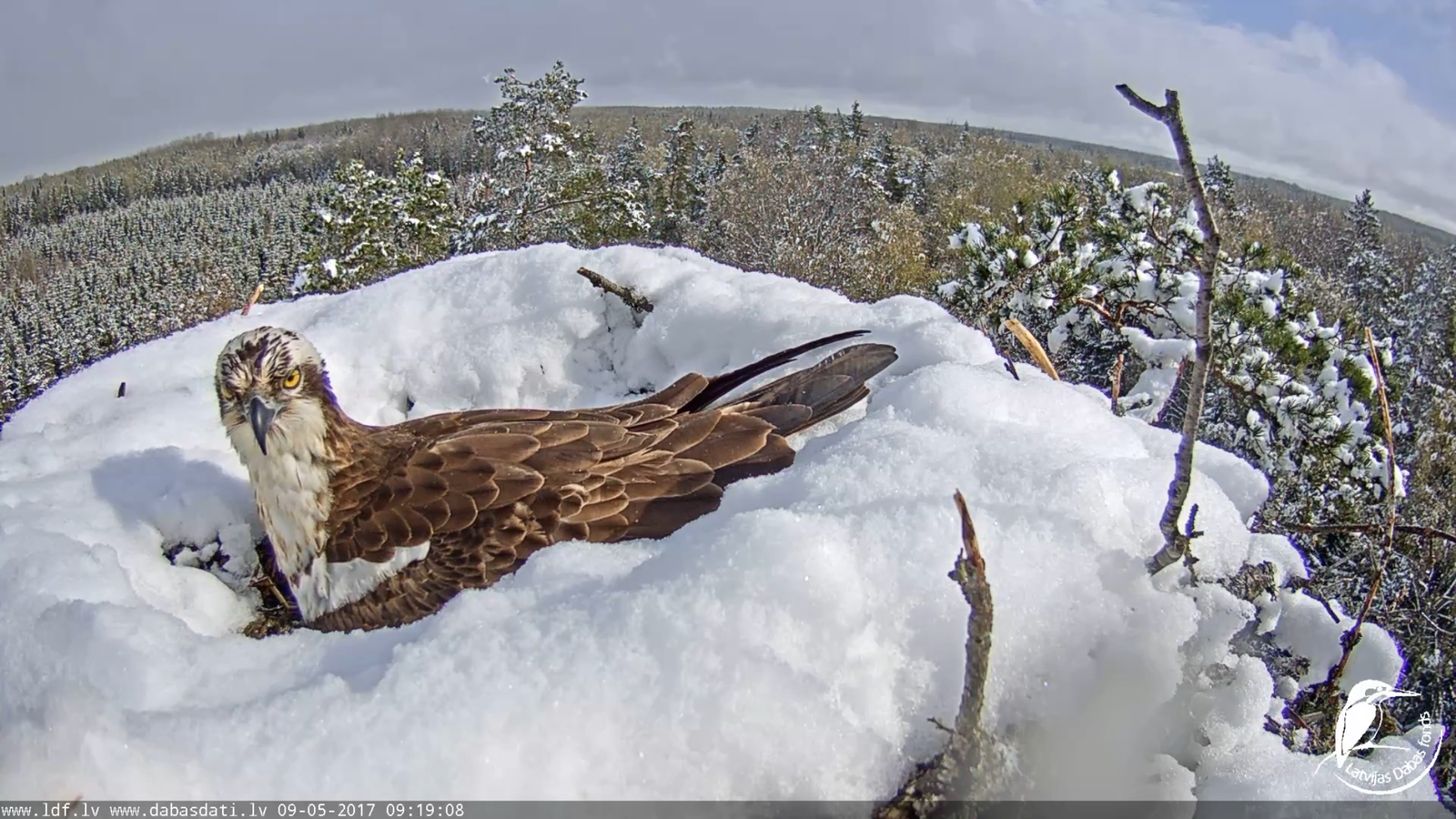 Skopinoe nest-online - Nest, Birds, Eggs, Snow