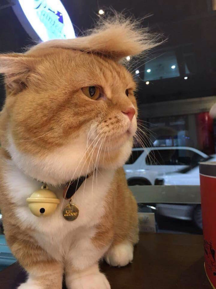 catotrump - 9GAG, cat, Donald Trump, Humor