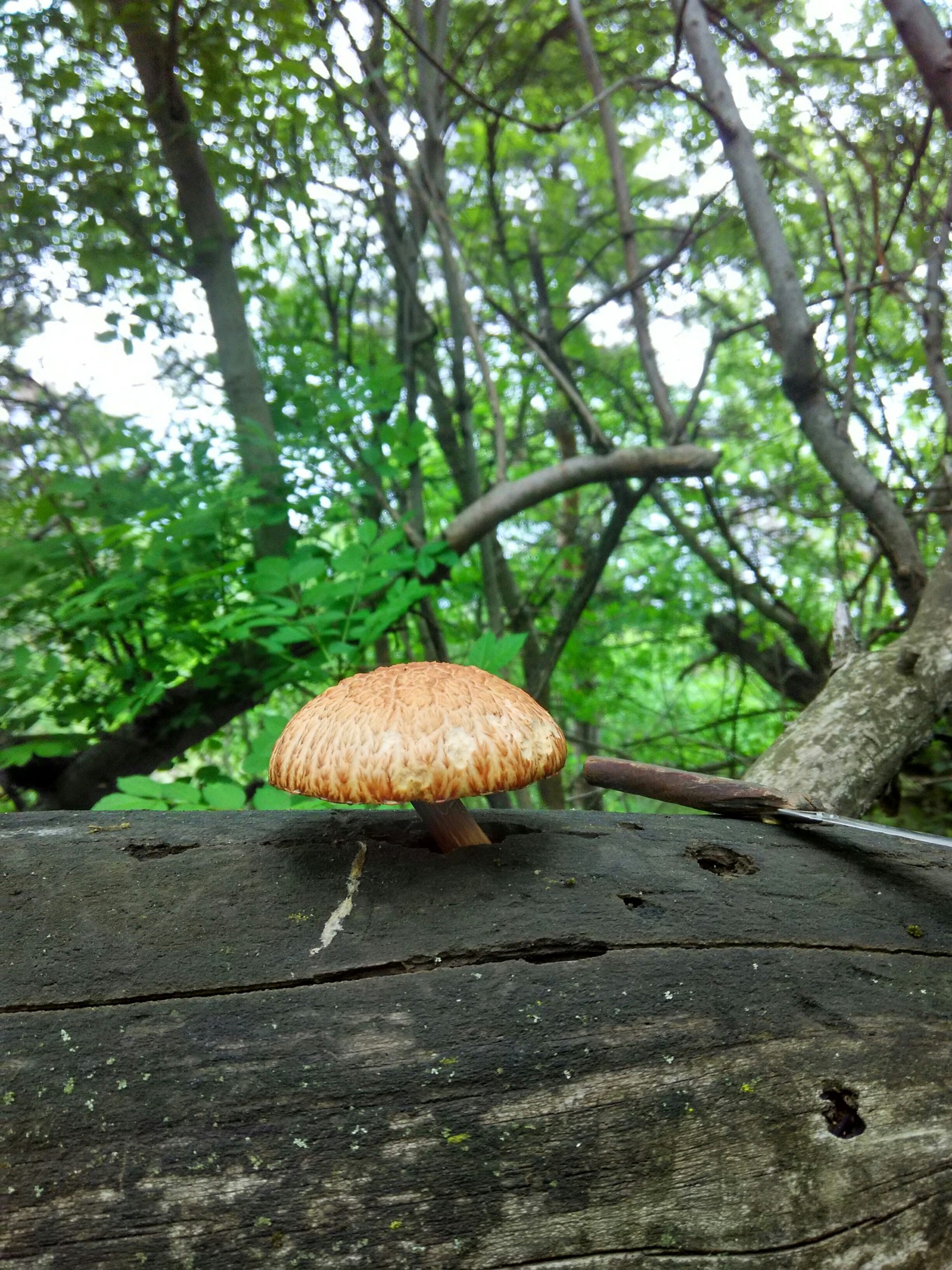 Went mushrooming - My, Mushrooms, Forest, Hobby, Pleasure