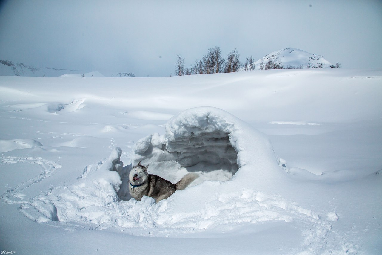 Spring in the Murmansk region - The photo, Husky, Dog, Murmansk region, Longpost