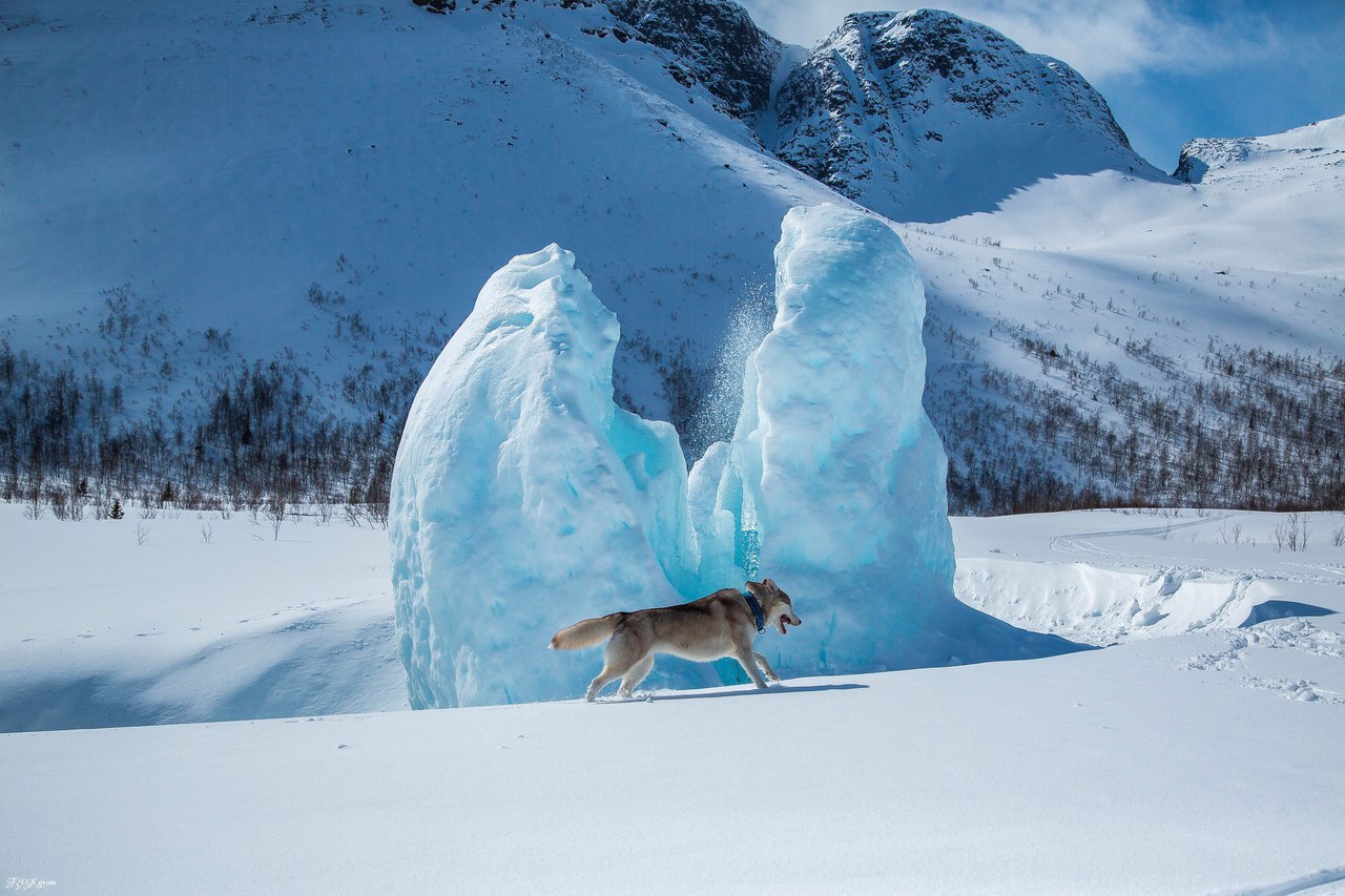 Spring in the Murmansk region - The photo, Husky, Dog, Murmansk region, Longpost