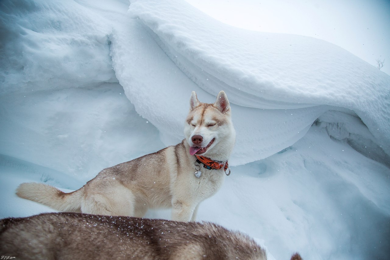 Spring in the Murmansk region - The photo, Husky, Dog, Murmansk region, Longpost