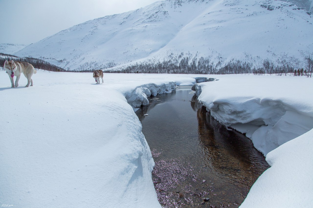 Spring in the Murmansk region - The photo, Husky, Dog, Murmansk region, Longpost