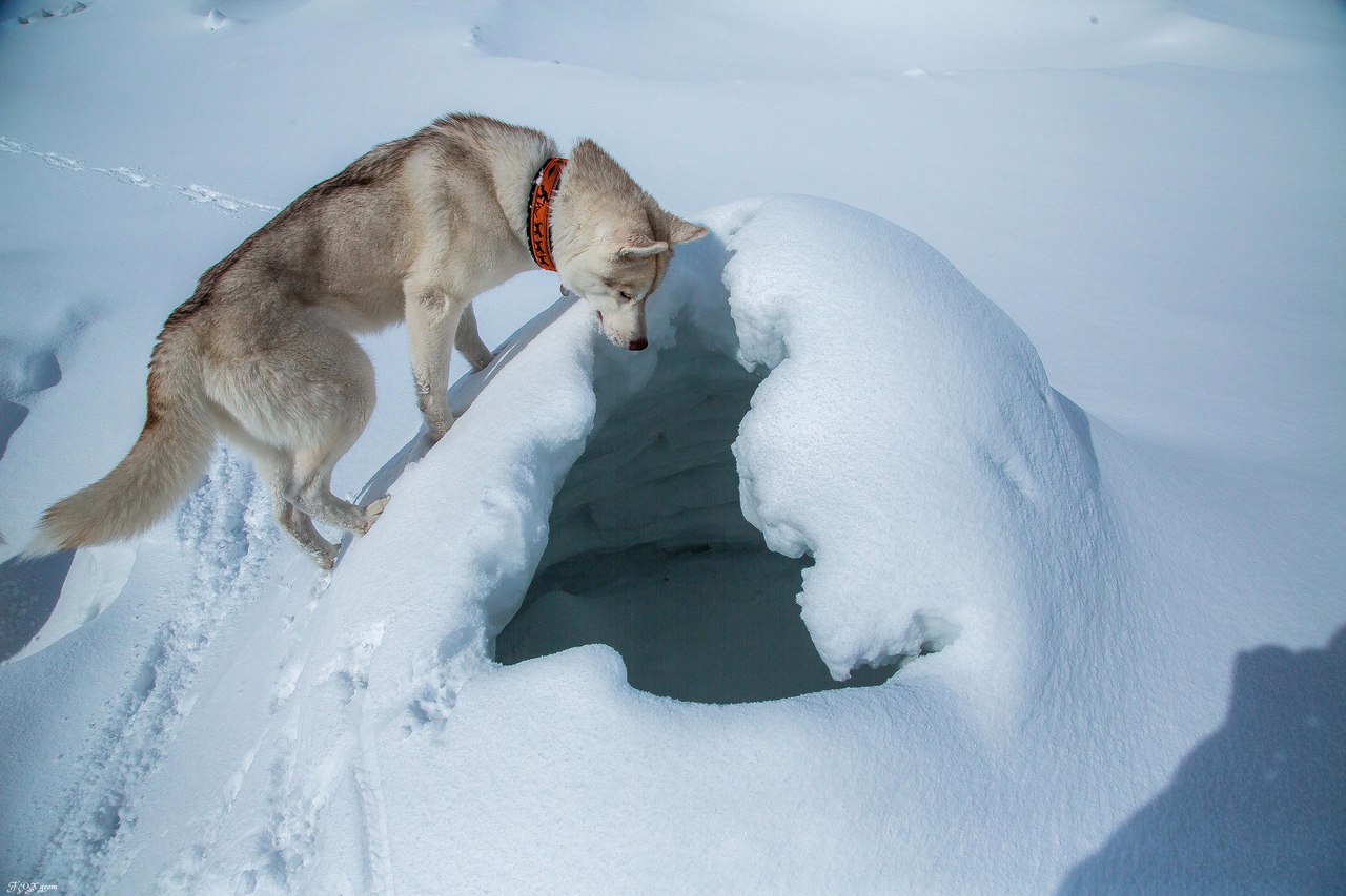 Spring in the Murmansk region - The photo, Husky, Dog, Murmansk region, Longpost