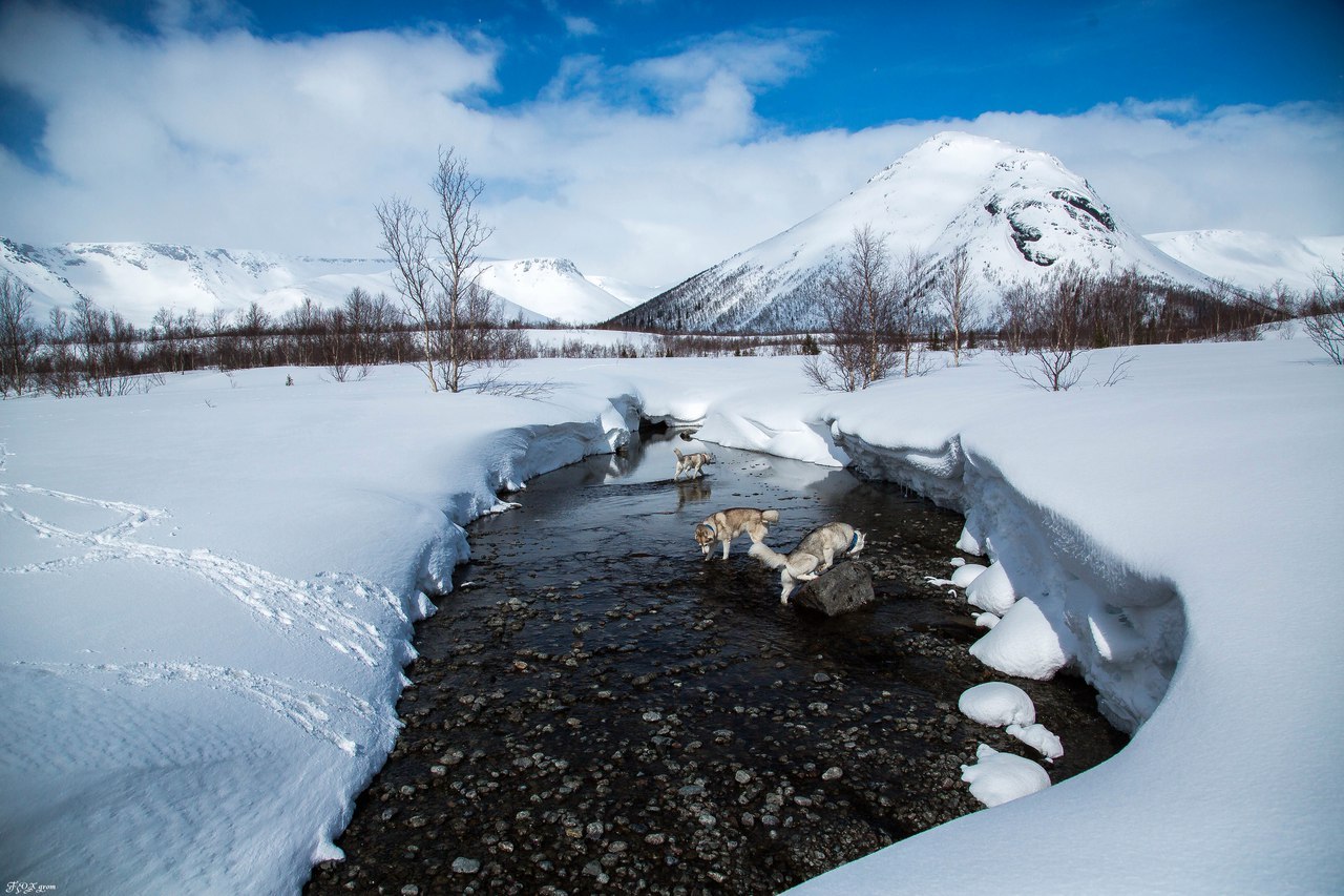 Spring in the Murmansk region - The photo, Husky, Dog, Murmansk region, Longpost