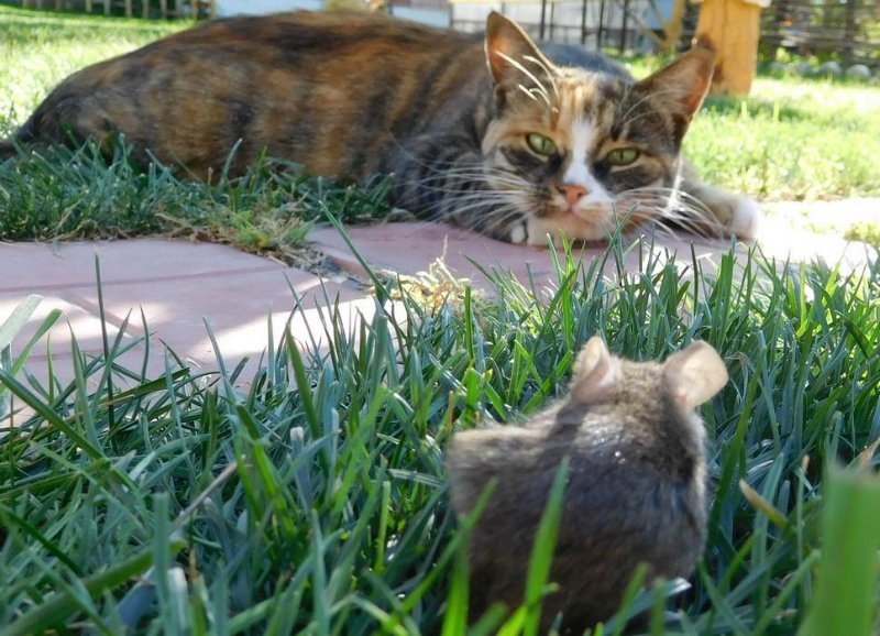 Первый день на даче. - Кот, Мышь, Дача, Котомафия