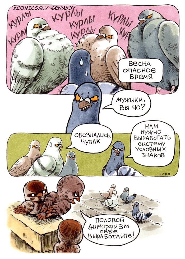 And again dove Gennady - Comics, Pigeon Gennady, Koropublic, Birds, Pigeon