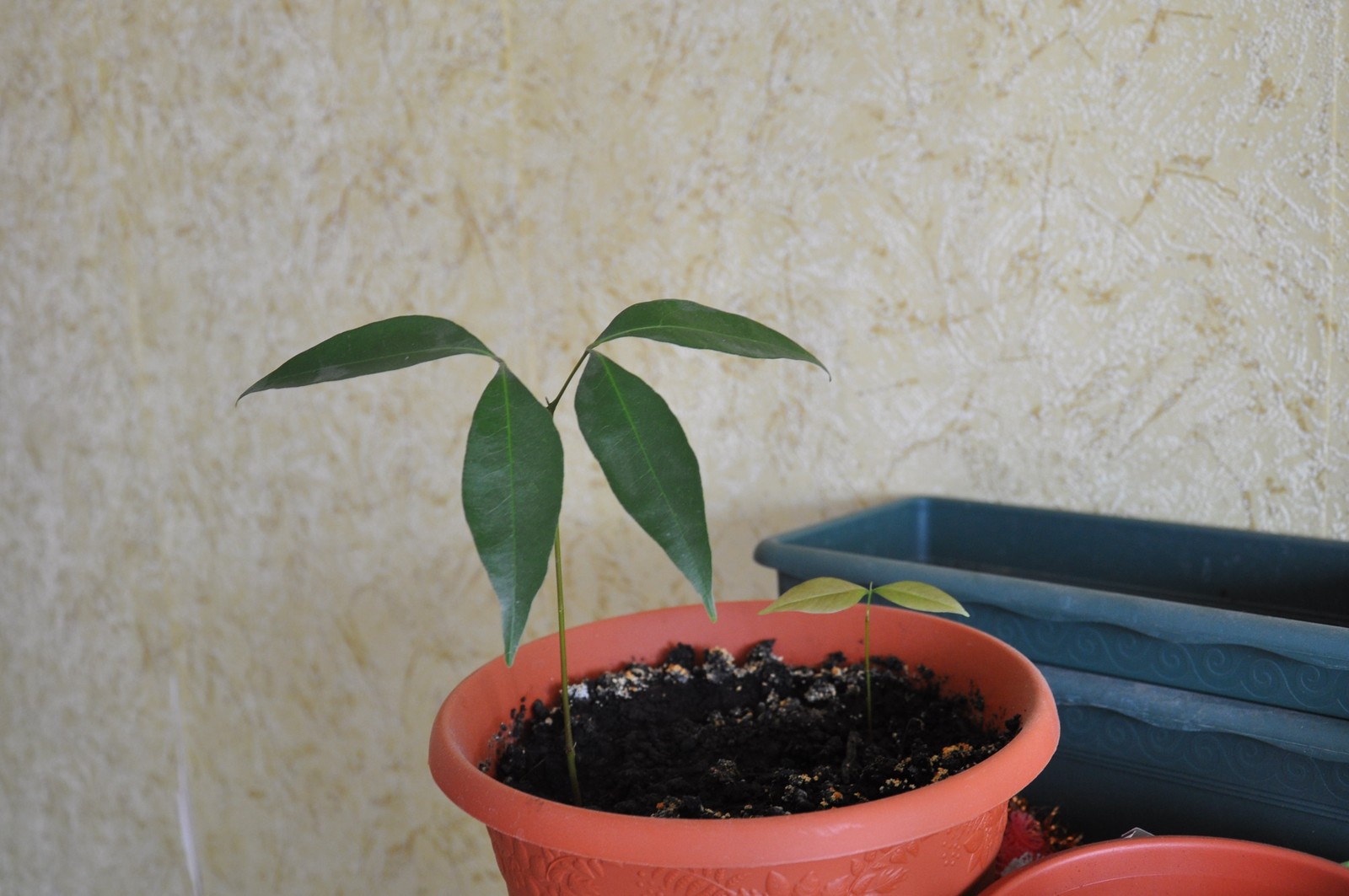 My avocado and lychee - My, Avocado, Lychee, The bone sprouted