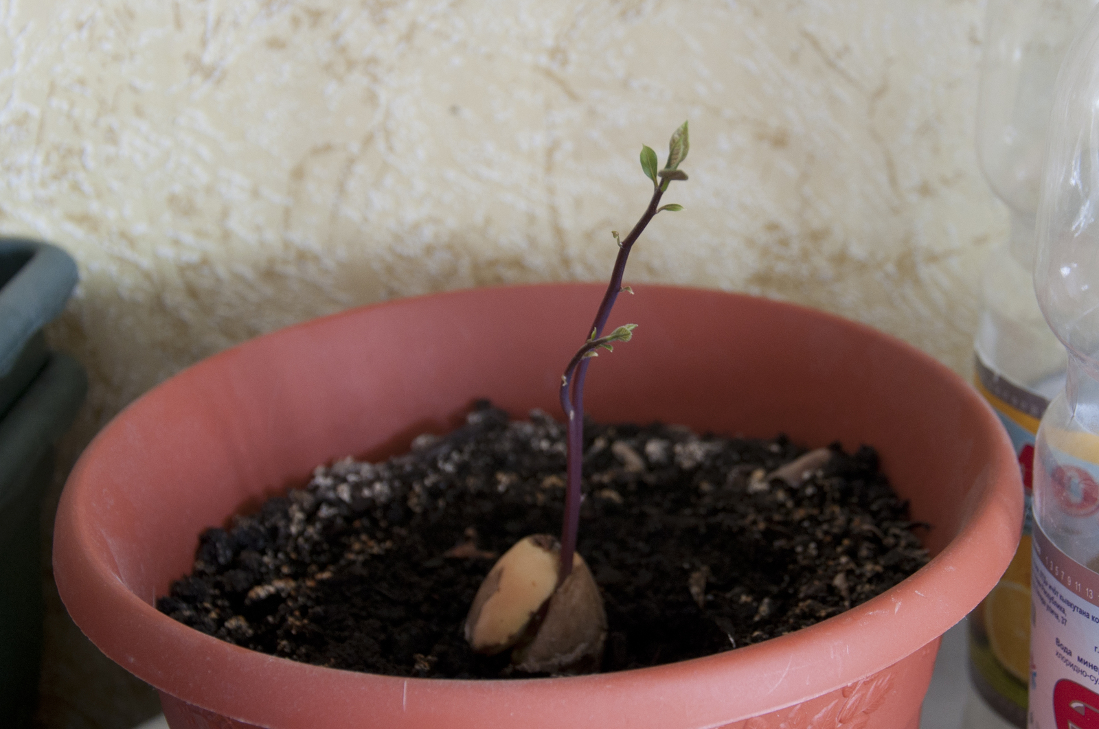 My avocado and lychee - My, Avocado, Lychee, The bone sprouted