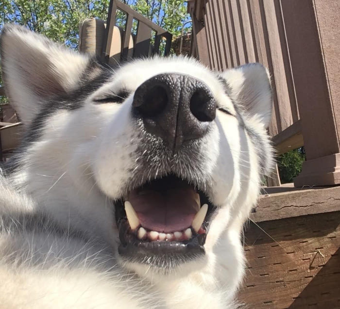 Gaffchi - Husky, Sneeze, Dog, Humor, Milota