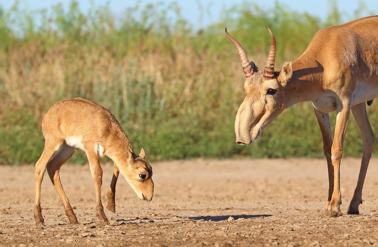 Guilty. - The photo, Saiga, Astrakhan Region