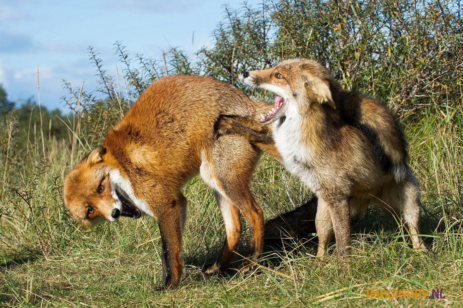 When you are about to leave, but your friend won't let you go ^^ - Fox, Fyr, Milota, Animals