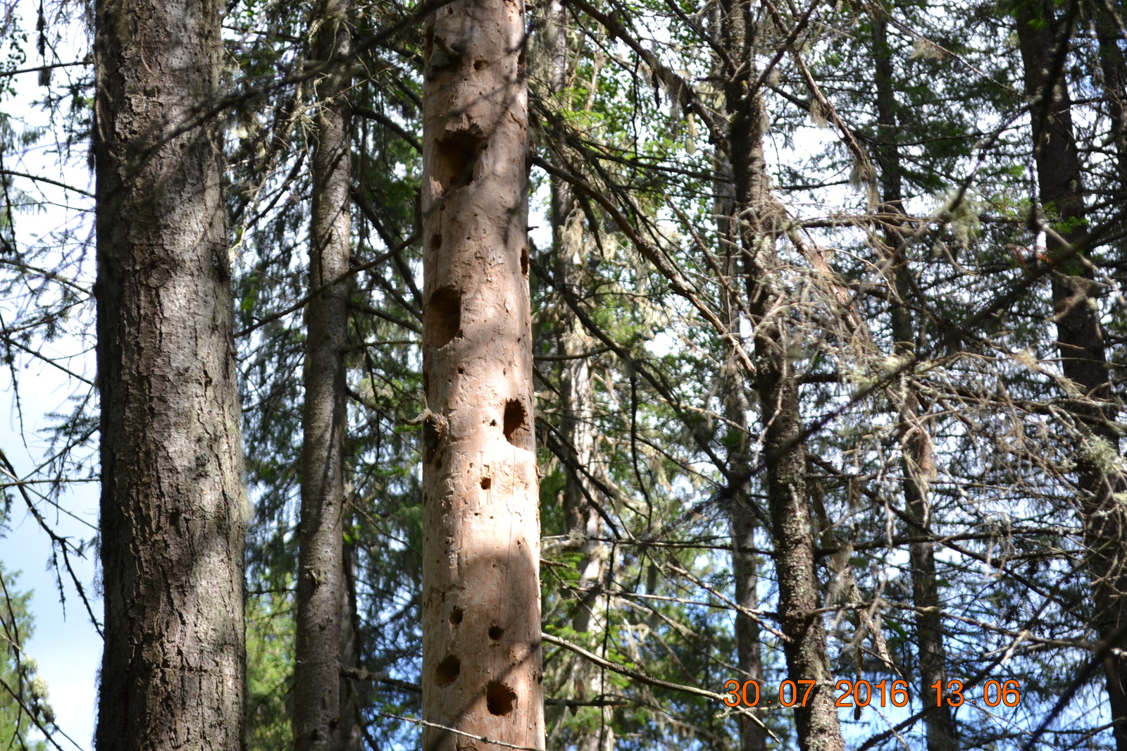 Bird high-rise building - My, Birds, Forest