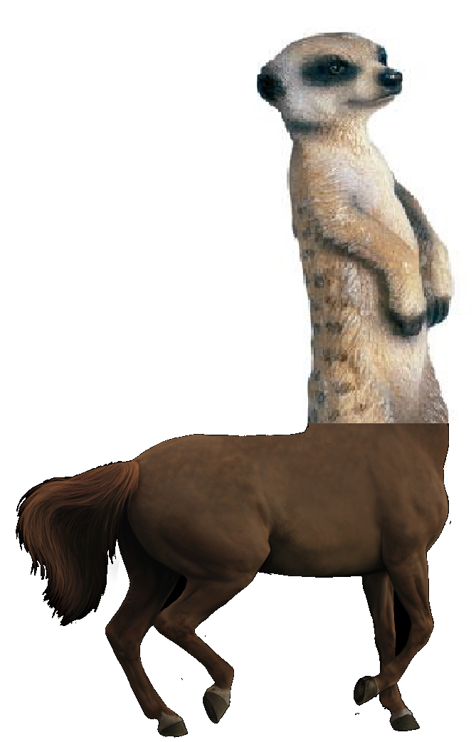 Meet Rikki the Tikkentaur - My, ricky tikki tavi, Centaur, , Horses, Mongoose