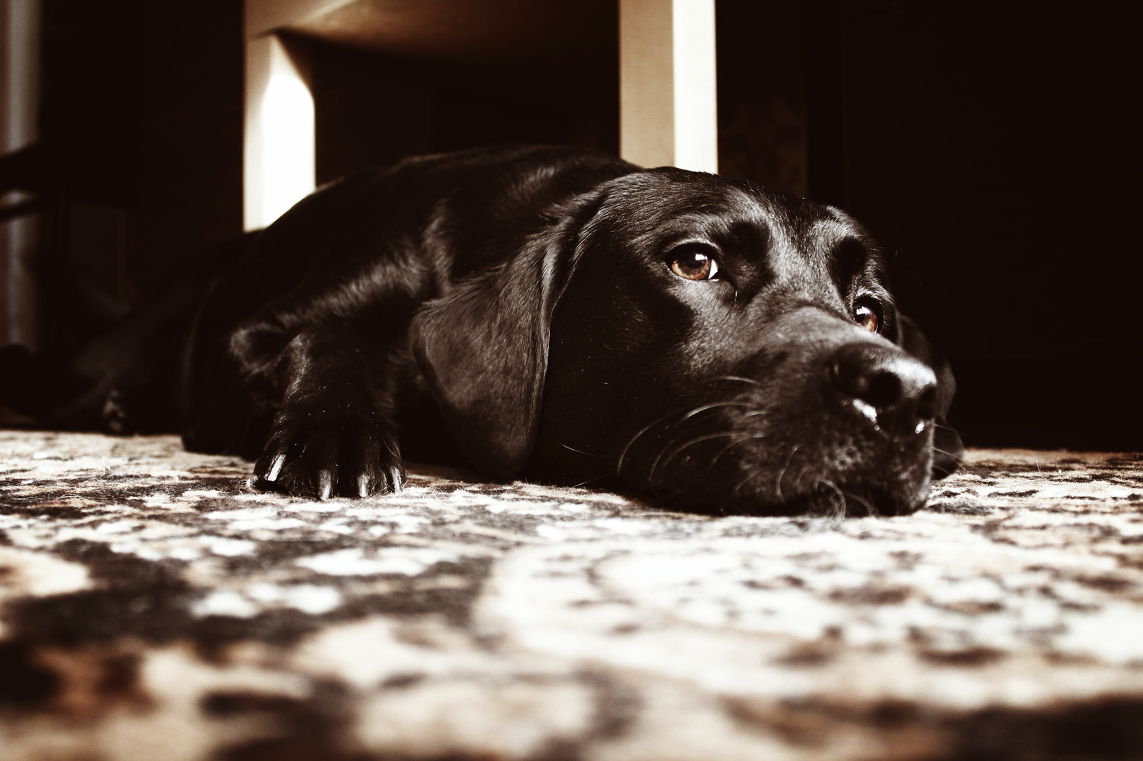 Your home is where you are loved. - My, Labrador, Dog days, Dog