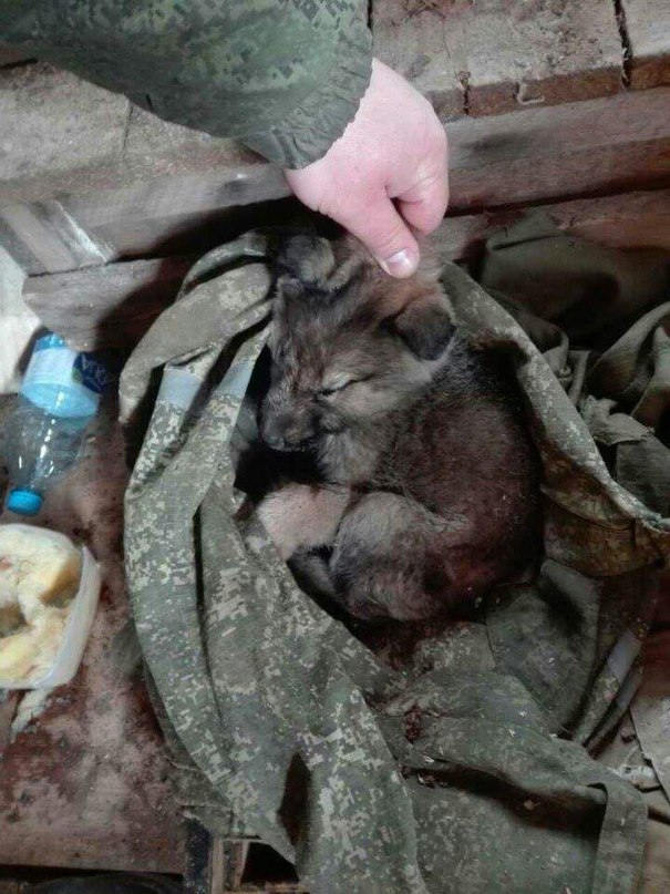 They threw it over the fence of a military unit, in a sack. The commander said to strangle it... - Dog, The rescue, Minsk, Not mine, Longpost