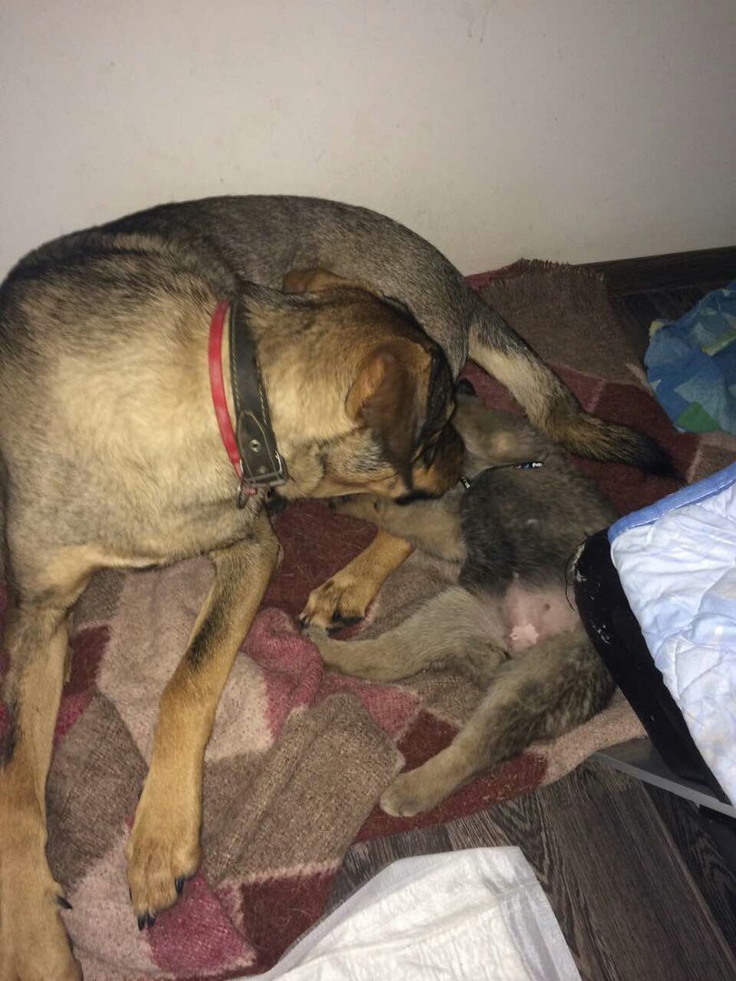 They threw it over the fence of a military unit, in a sack. The commander said to strangle it... - Dog, The rescue, Minsk, Not mine, Longpost