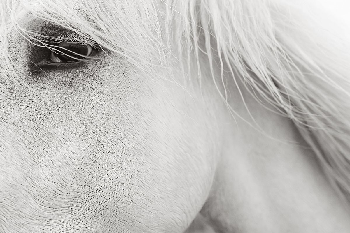 Camargue horses - Horses, Camargue, France, The park, Animals, wildlife, beauty of nature, The photo, Longpost