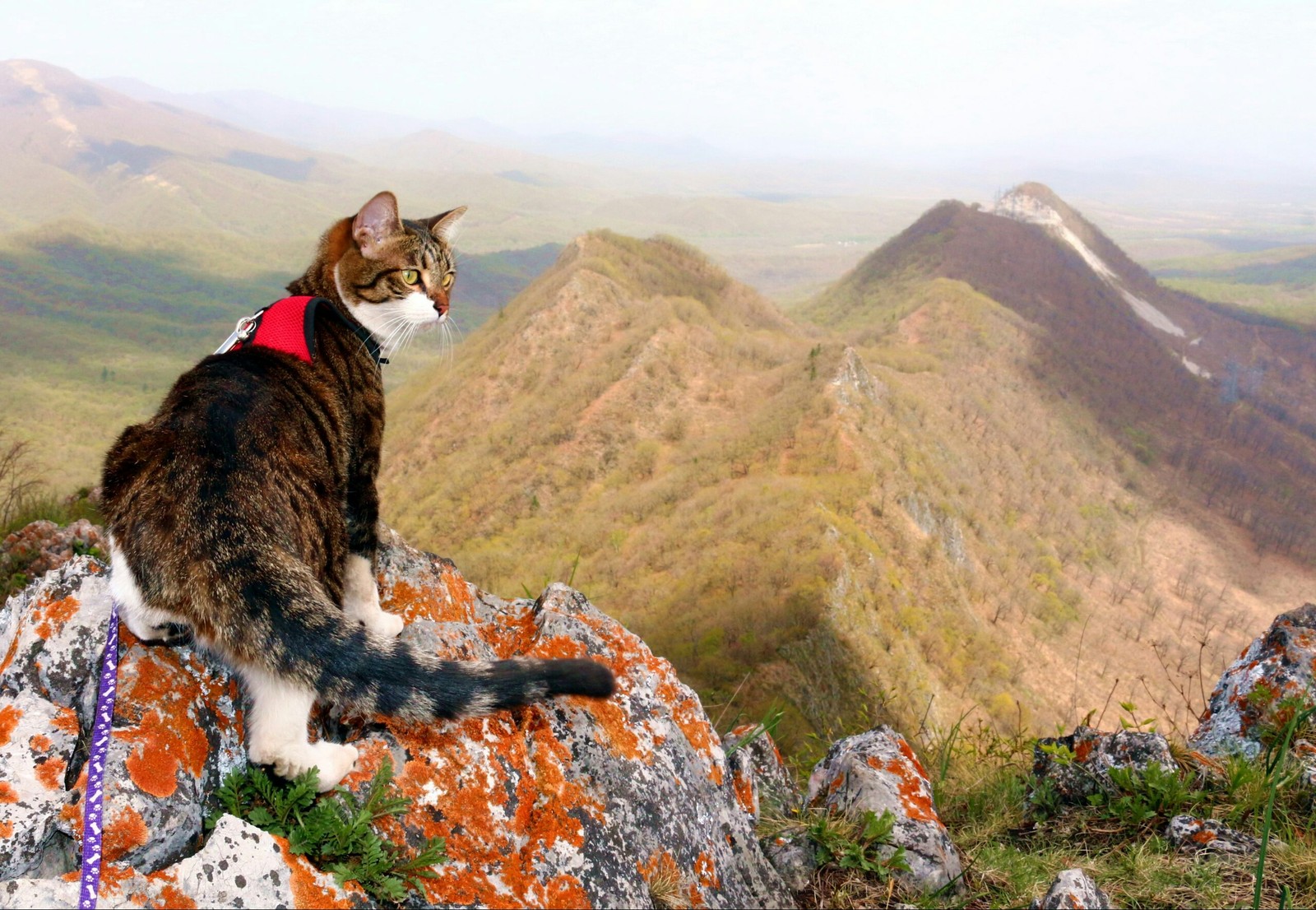 Cat traveler - My, , Travels, Primorsky Krai, cat